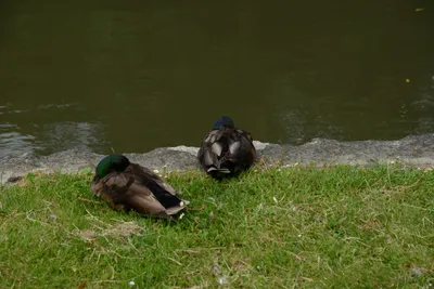 DSC_2717 (Large).JPG